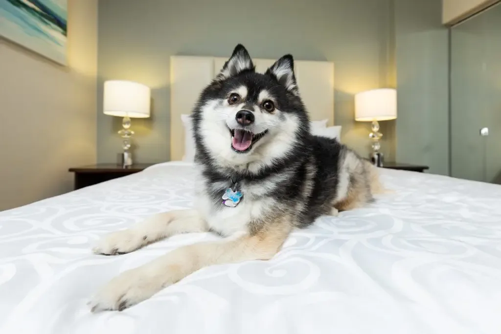 Chateau Victoria Hotel Dog Friendly Rooms
