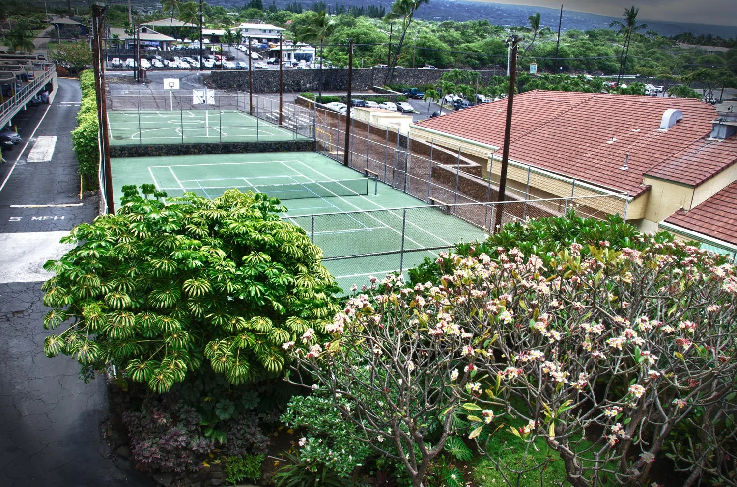 A fenced tennis court sits among flowering trees and nearby buildings.