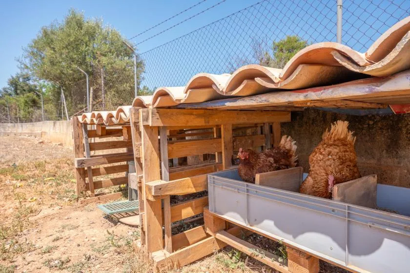 A wooden chicken coop with chickens beneath a tiled roof.