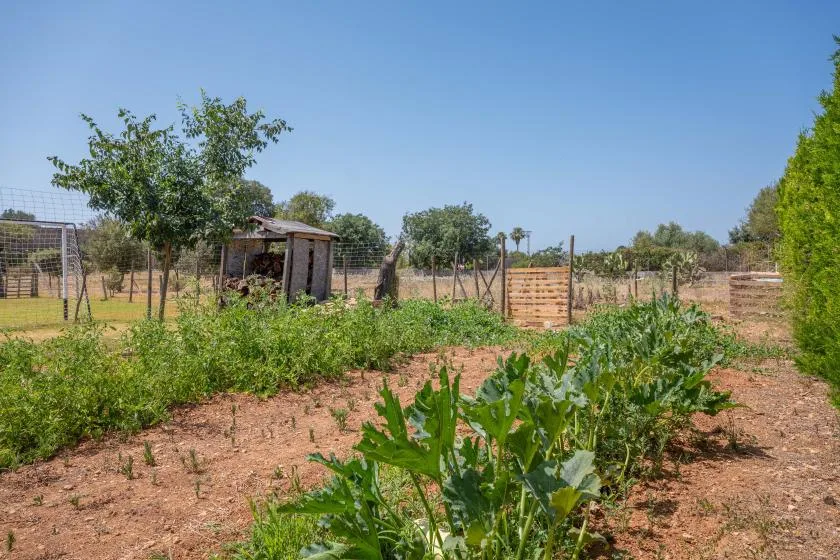 A garden plot with leafy vegetable plants, trees, and a wooden gate.