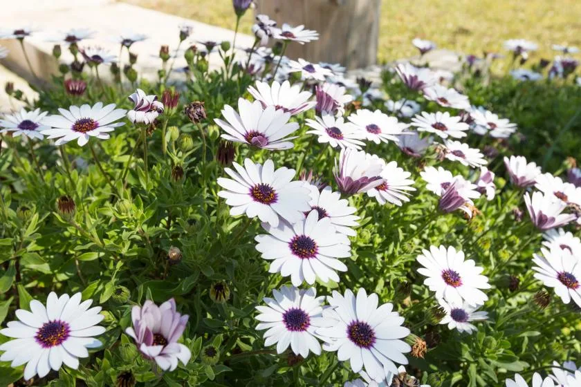 White and purple flowers bloom among green foliage in a garden bed.