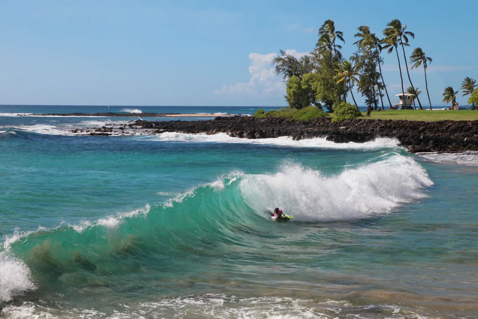 A surfer rides a breaking wave beside a palm-lined shoreline.