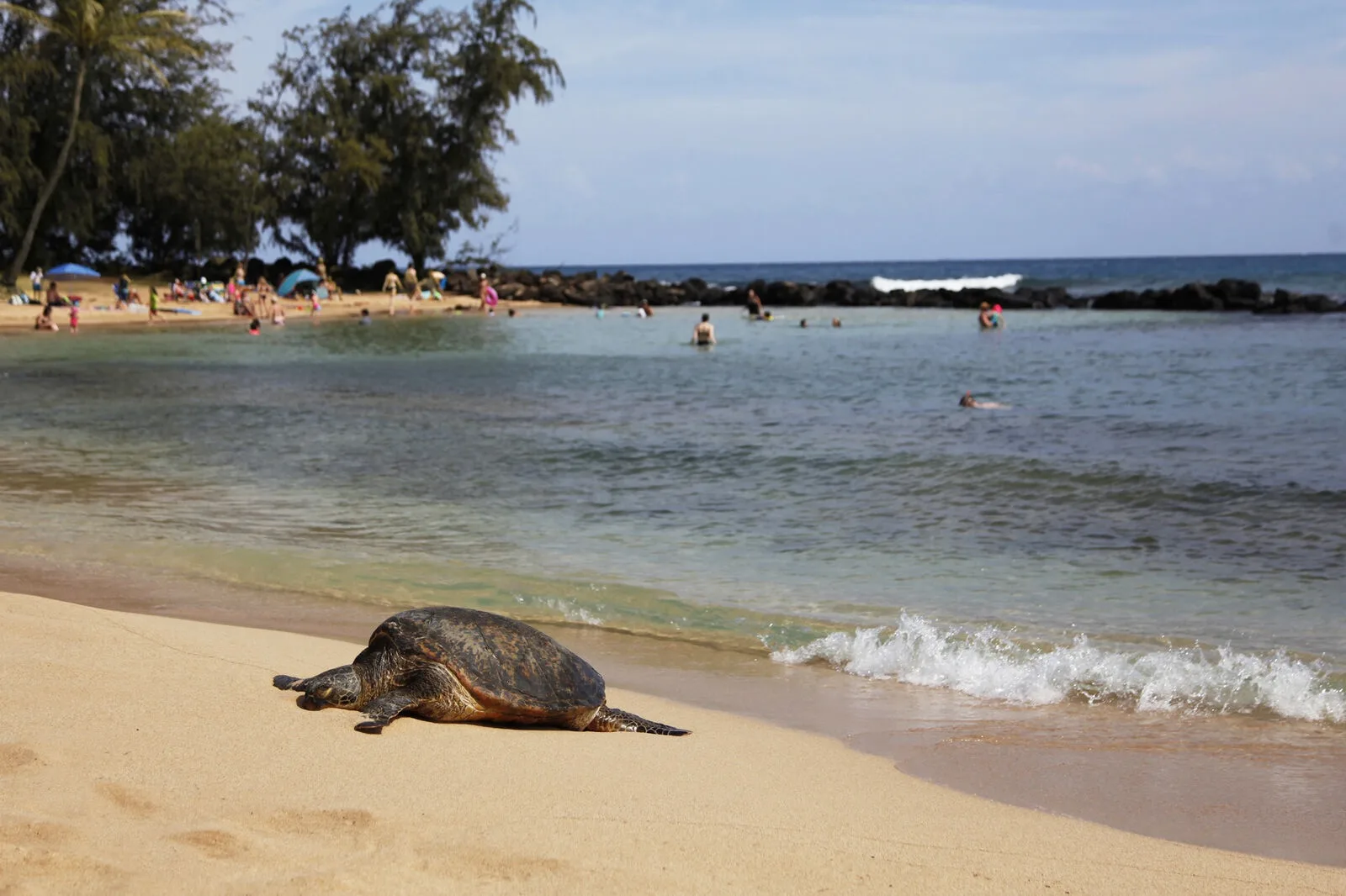 A sea turtle rests on a sandy beach beside calm water.
