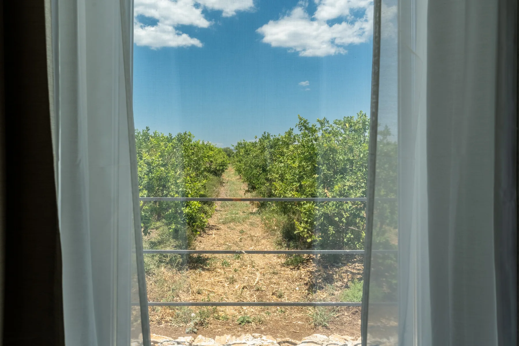 Vista desde una ventana de un camino de tierra entre hileras de árboles verdes.