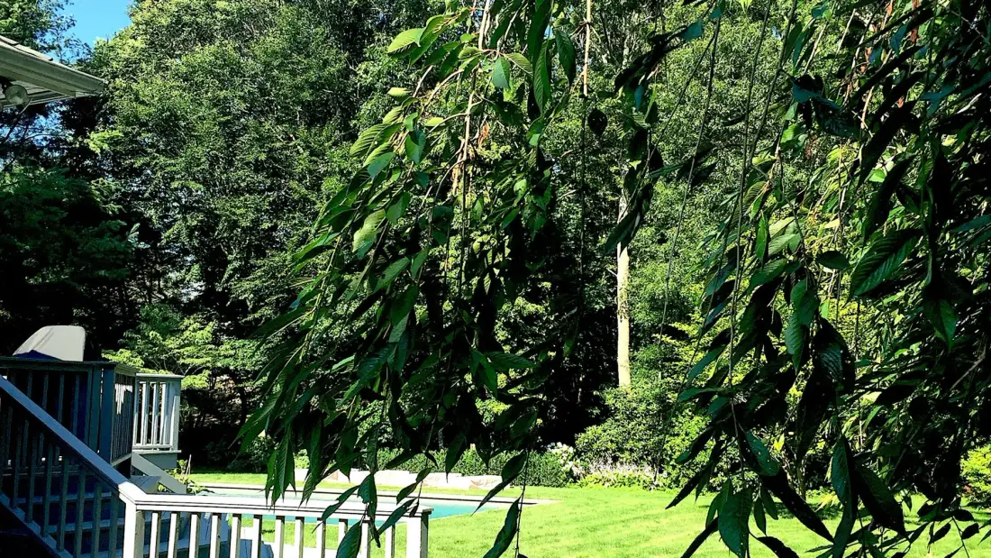 Un jardín frondoso rodea el césped, con una pequeña parte de una piscina azul visible.