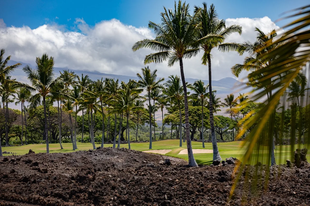 Un palmeral bordea un campo de hierba, con tierra oscura en primer plano.