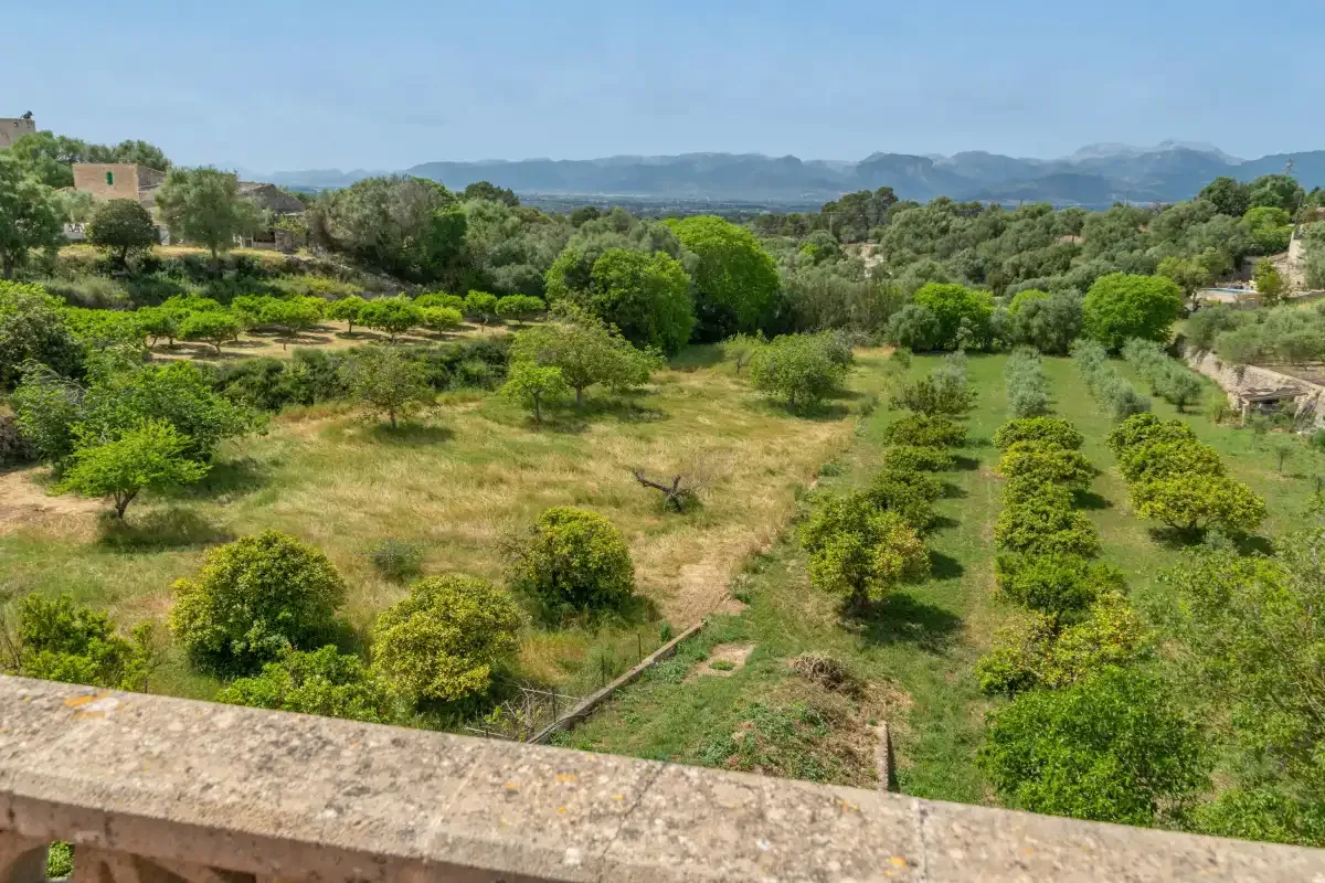 A green rural landscape with trees, cultivated rows, and distant hills.