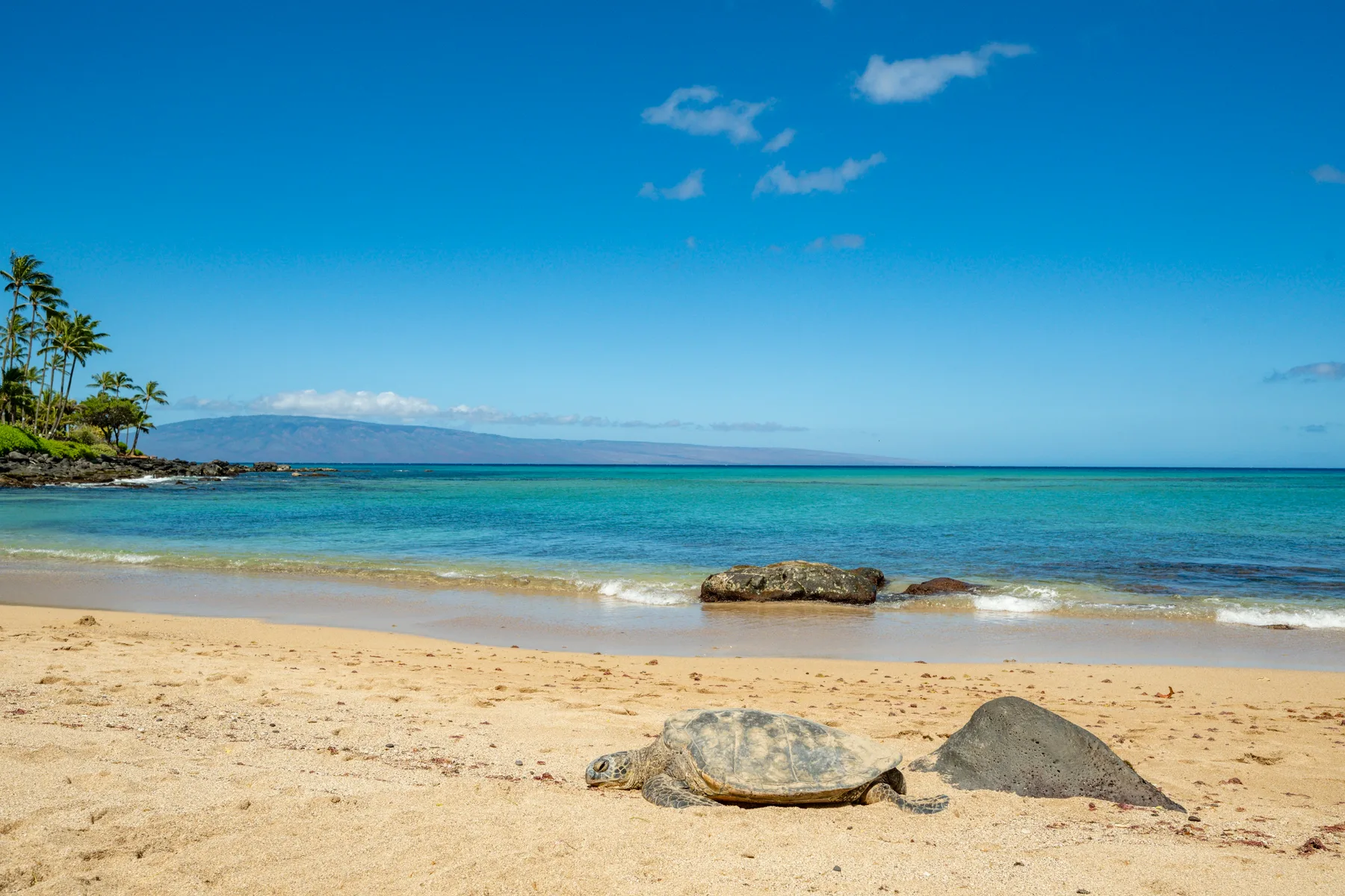 A sandy beach with a sea turtle resting near the water.