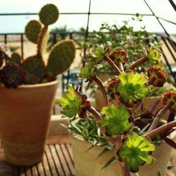 Hotel Napoléon Menton - Plantes