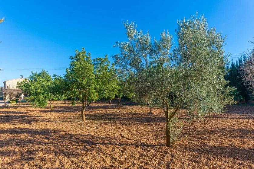 Un huerto de árboles frondosos crece en un campo seco y abierto.
