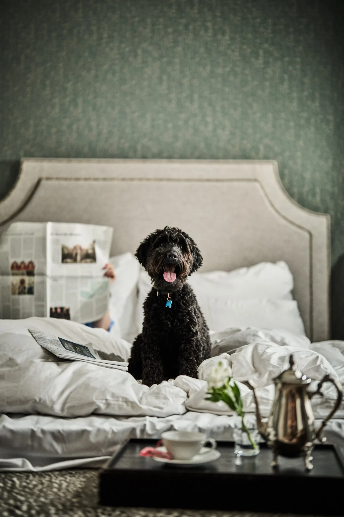 Huésped con un perro en una habitación de hotel
