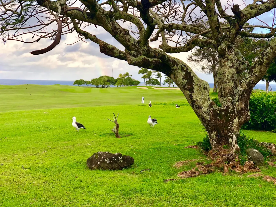 Un amplio césped verde se extiende bajo un árbol grande, con varias aves cerca.