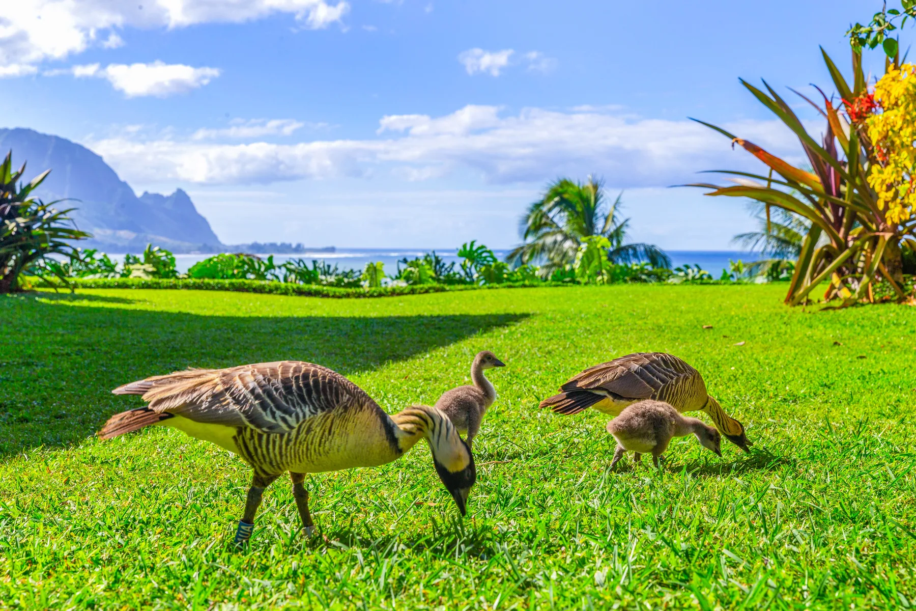 Geese graze on a green lawn beside tropical plants, with the ocean in the distance.