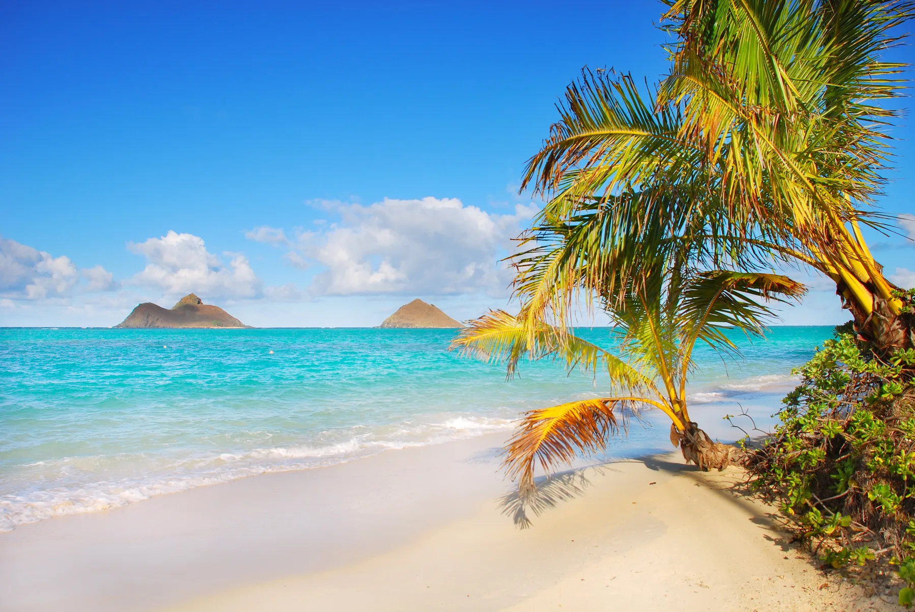 Una playa tropical con agua turquesa, arena clara y palmeras.