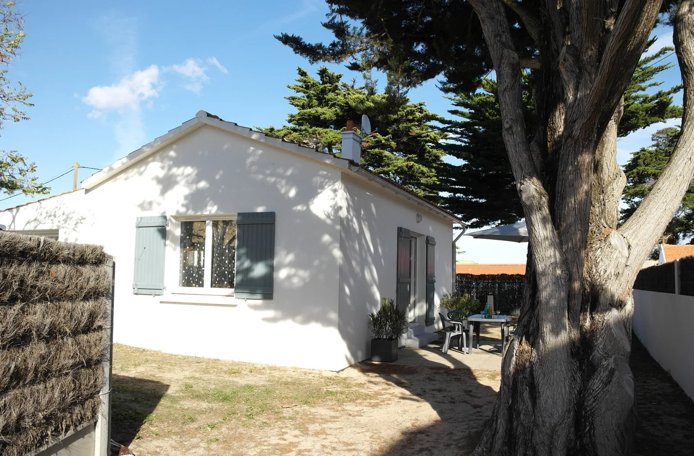 House among the pine trees