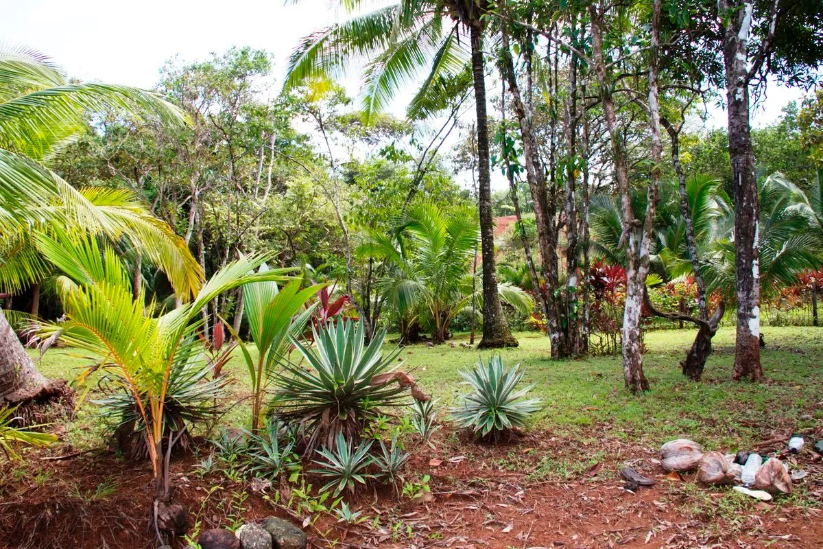 Tropical garden