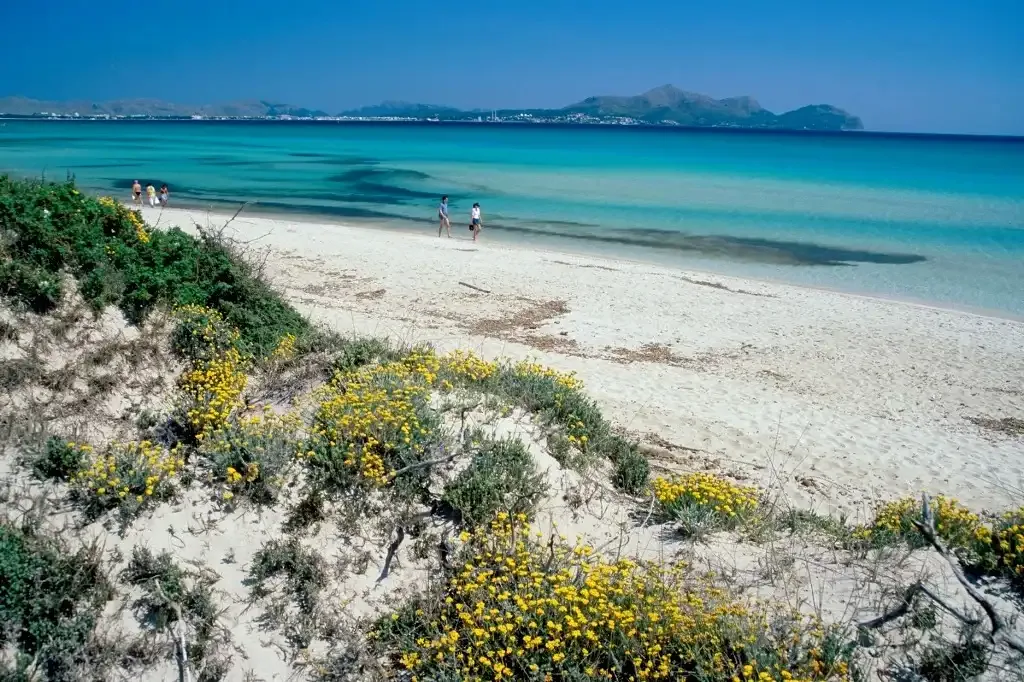 A sandy beach with turquoise water and low flowering plants in the foreground.