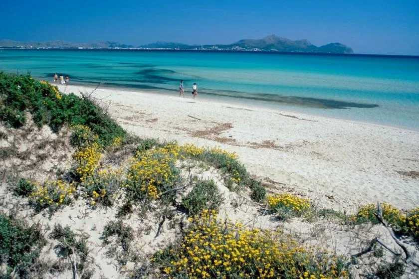 A sandy beach with turquoise water and low flowering shrubs in the foreground.