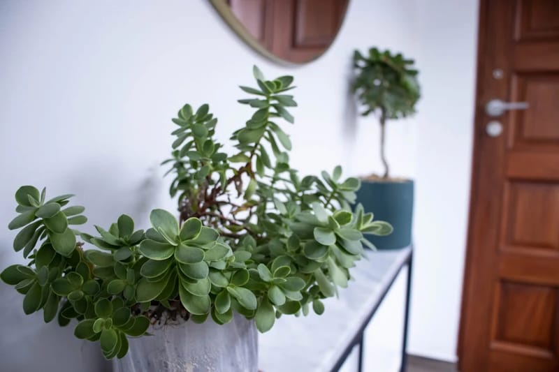 Central Apartment in Miraflores - SUR 307