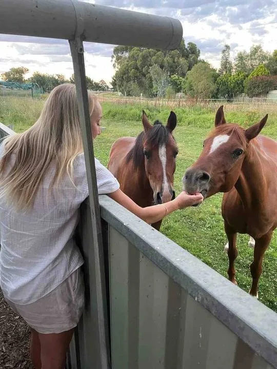 A person feeds treats to horses over a paddock fence.