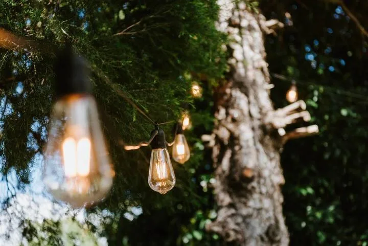 Glowing string lights hang among leafy branches beside a tree.