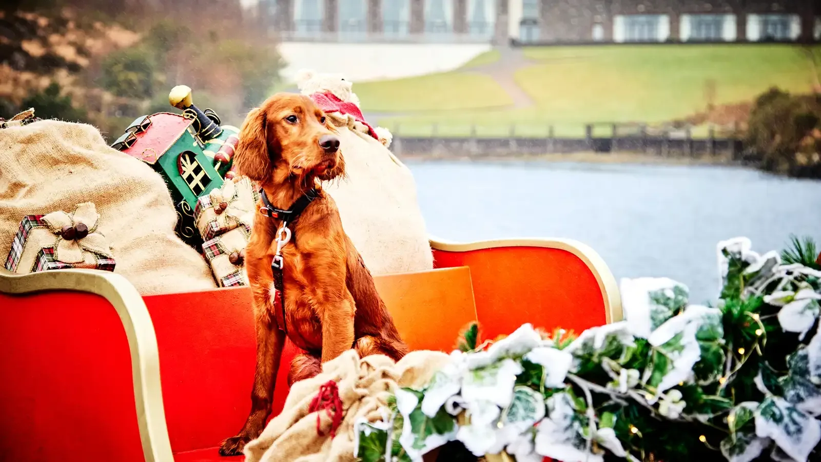 Pet-friendly accommodation