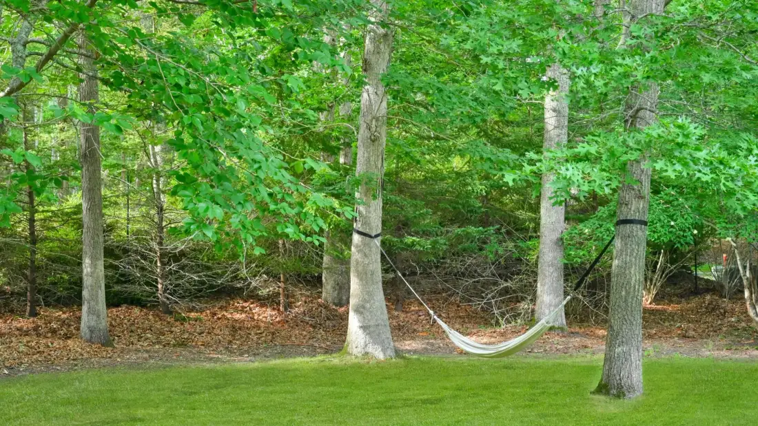 A green lawn bordered by trees, with a hammock hanging between two trunks.