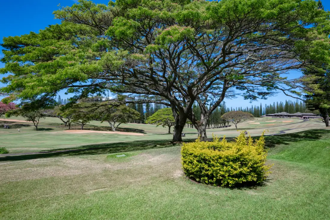 Un amplio paisaje de césped presenta un gran árbol extendido y un arbusto verde amarillento.