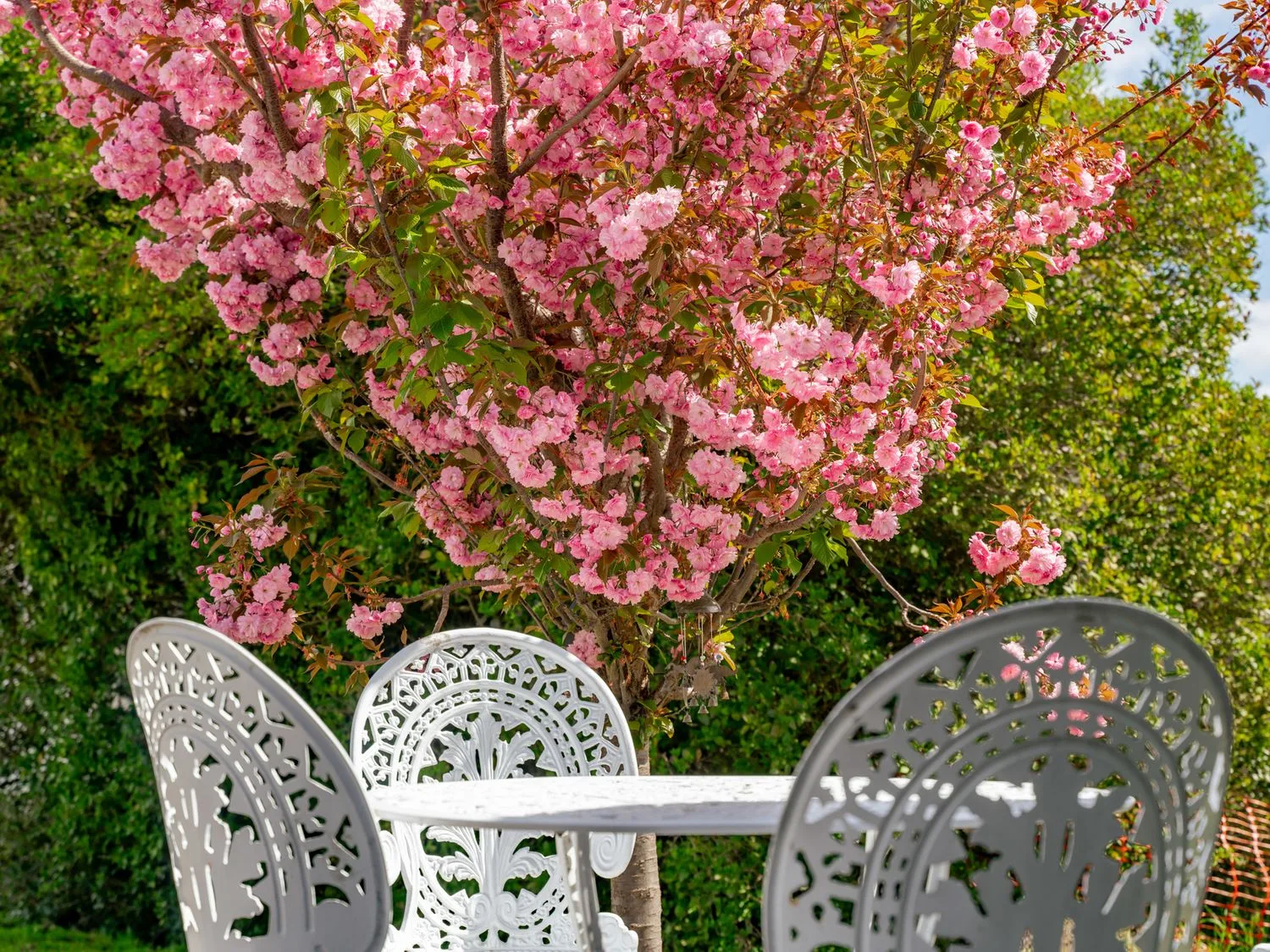 Un jardín con una mesa y sillas de metal blanco bajo un árbol de flores rosas en Caledonia - Earnscleugh Holiday Home, en Earnscleugh