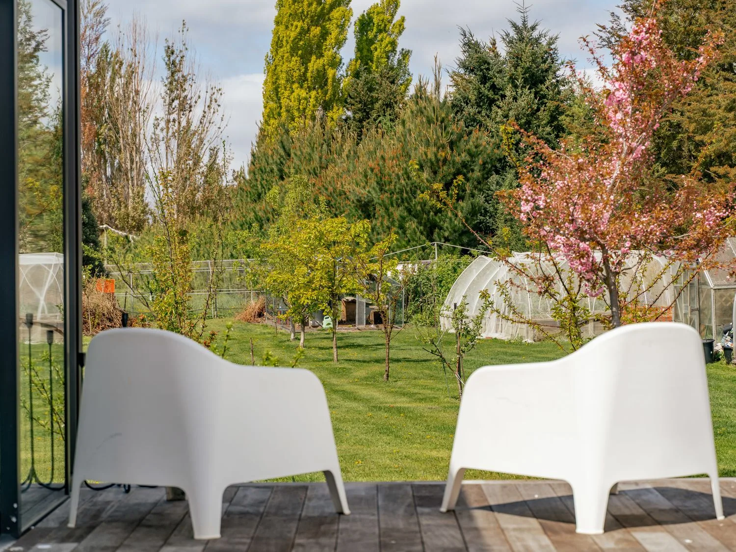 Dos sillas blancas en una terraza de madera orientadas hacia un jardín con árboles jóvenes y estructuras de invernadero en Caledonia - Earnscleugh Holiday Home, en Earnscleugh