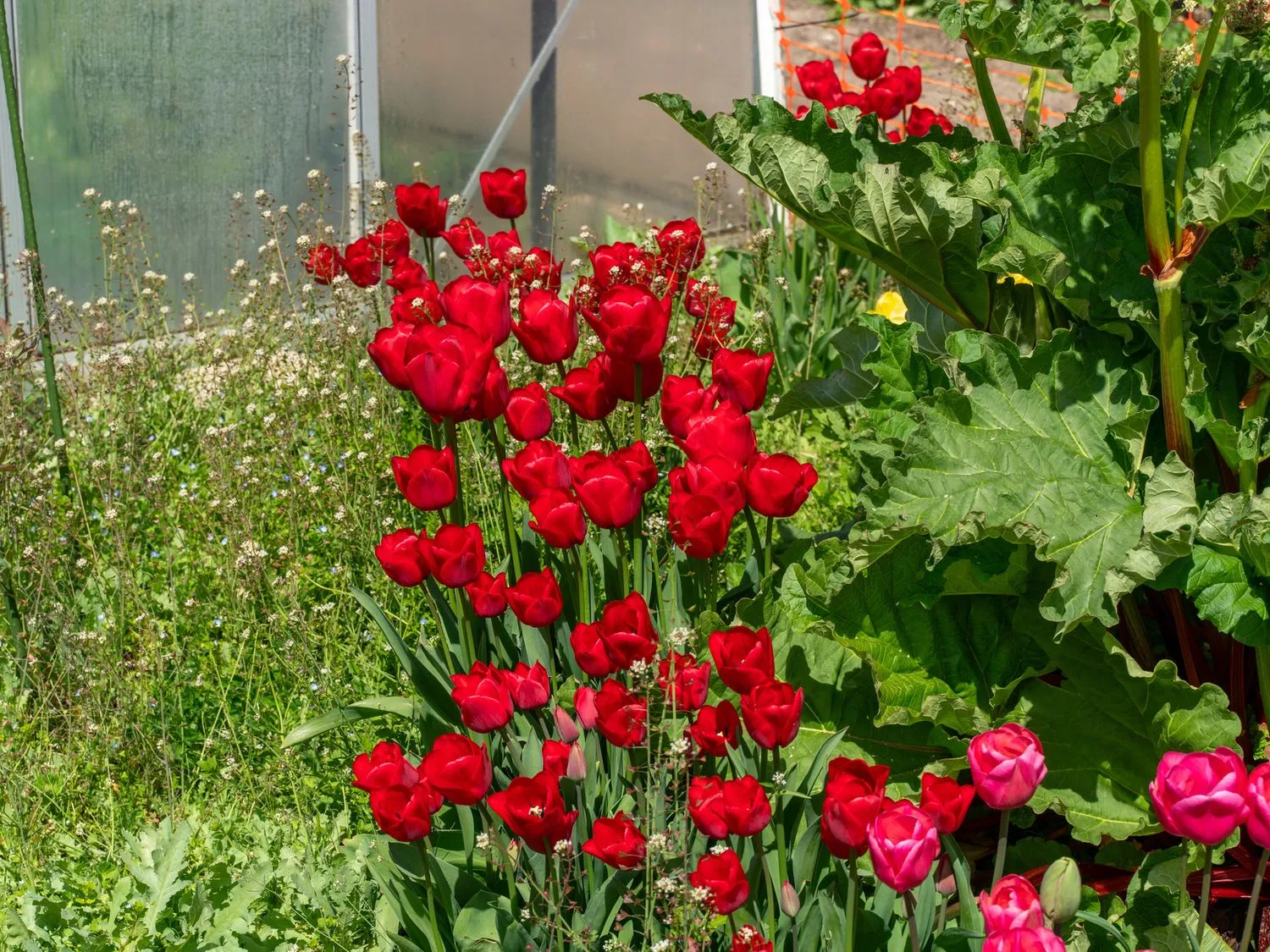 Tulipanes rojos y rosas florecen entre follaje verde junto a un invernadero.