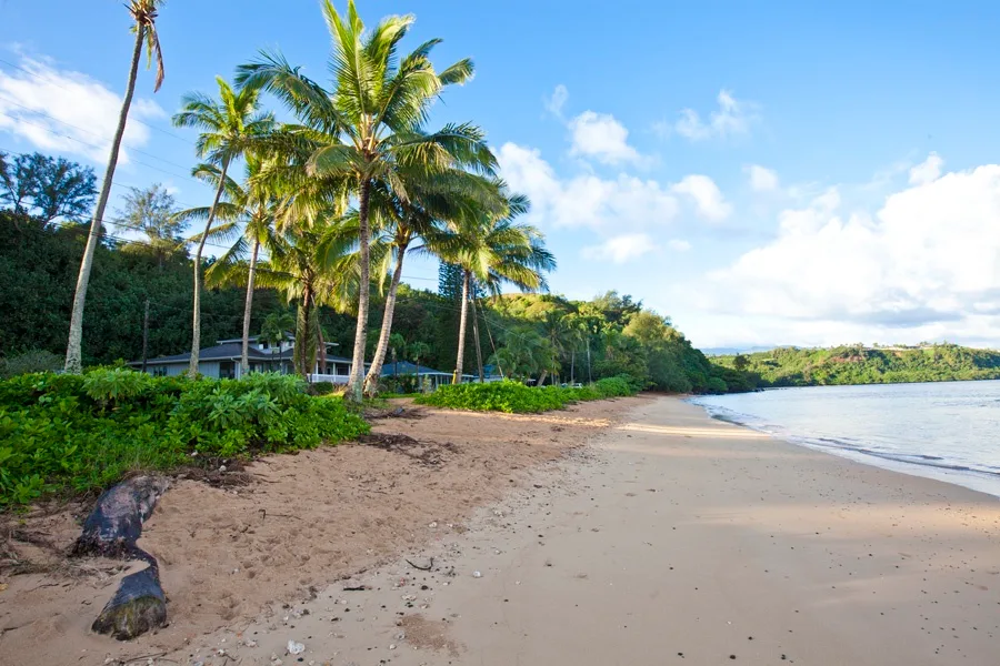 Una playa de arena bordea aguas tranquilas y palmeras.
