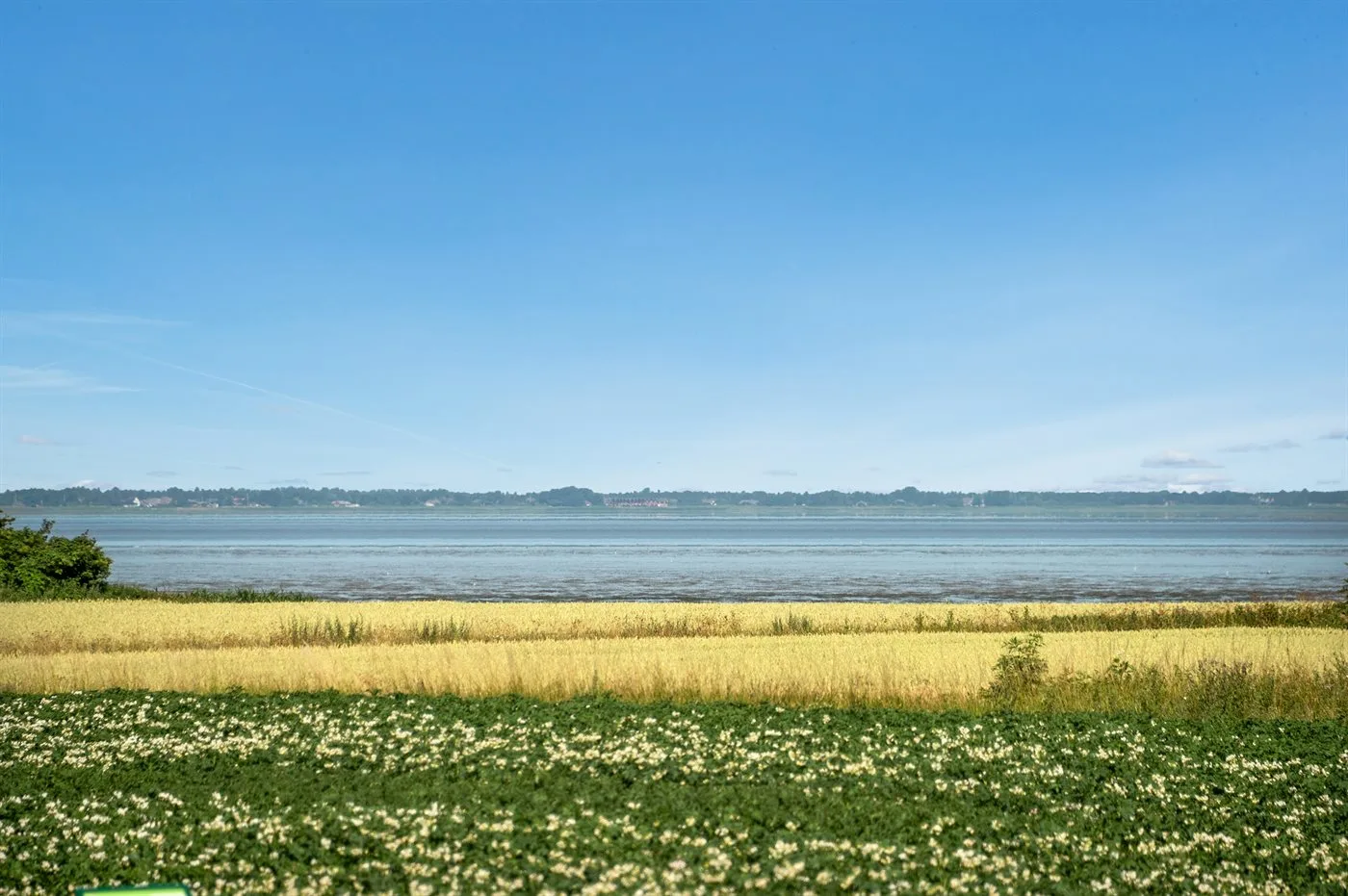 A broad waterfront landscape with a flowering field, calm water, and distant shoreline.