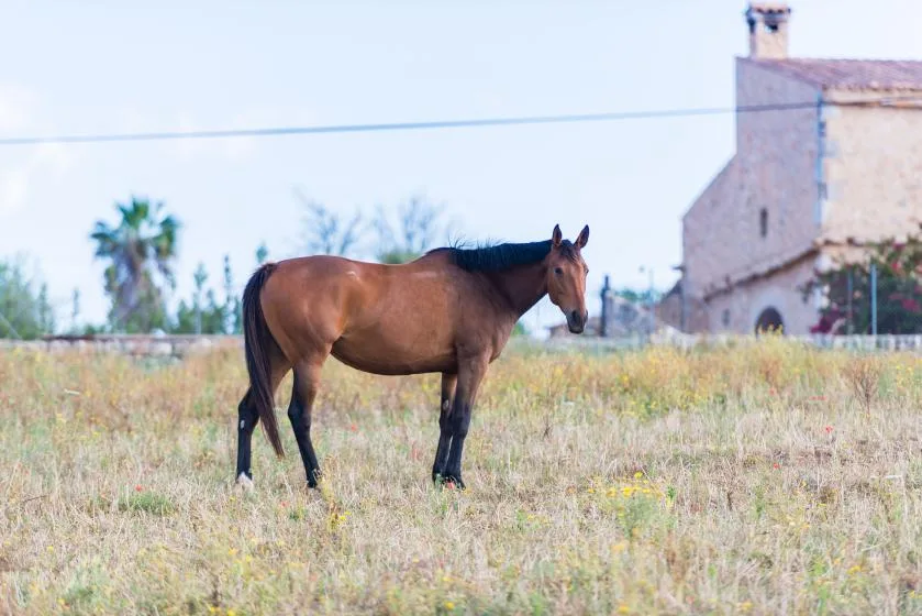 A brown horse stands in a grassy field with a stone building in the background.