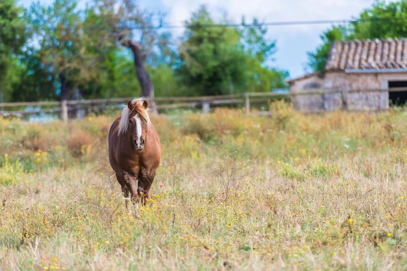 A horse stands in a grassy field near a fence and a small stone building.
