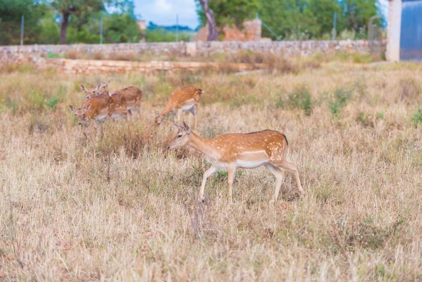 Several deer stand in a dry grassy field.