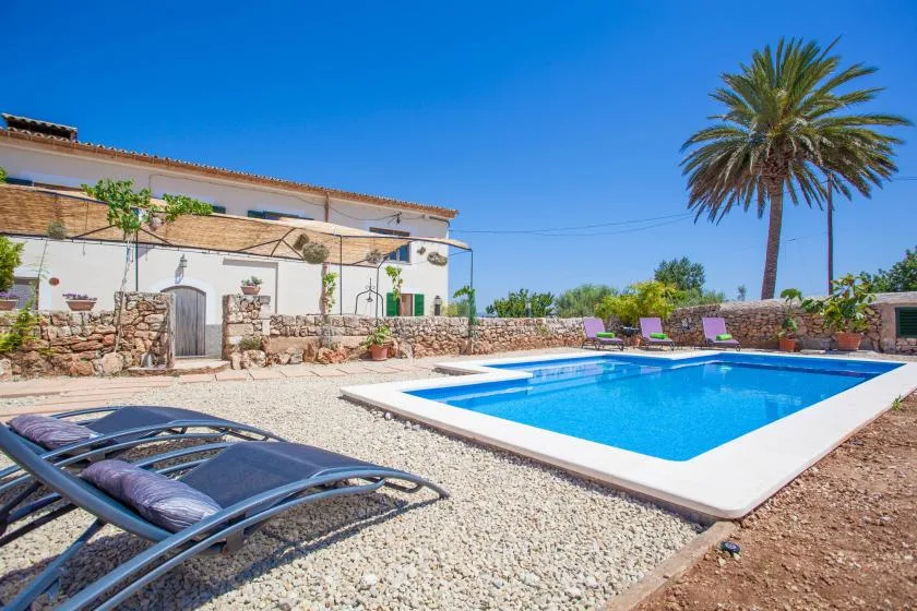 An outdoor swimming pool bordered by pale paving, sun loungers, and a tall palm tree.