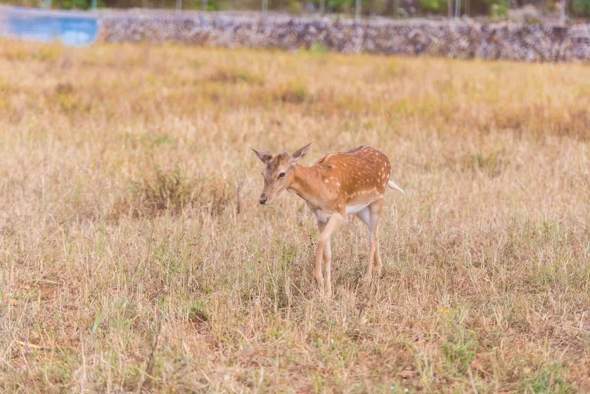 A deer stands in a dry grassy field.