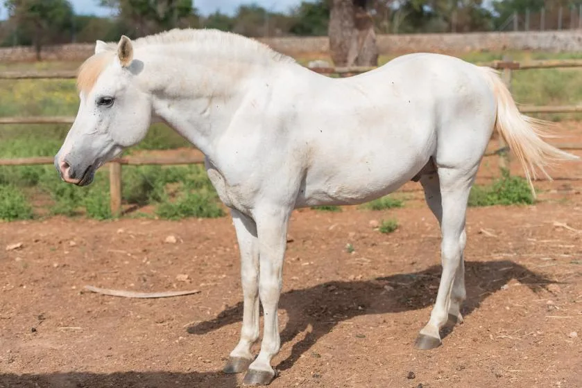 A white horse stands in a fenced outdoor paddock.