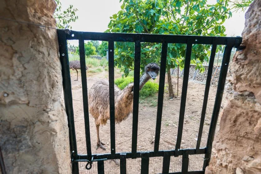 An ostrich stands behind a black metal gate in a leafy outdoor enclosure.