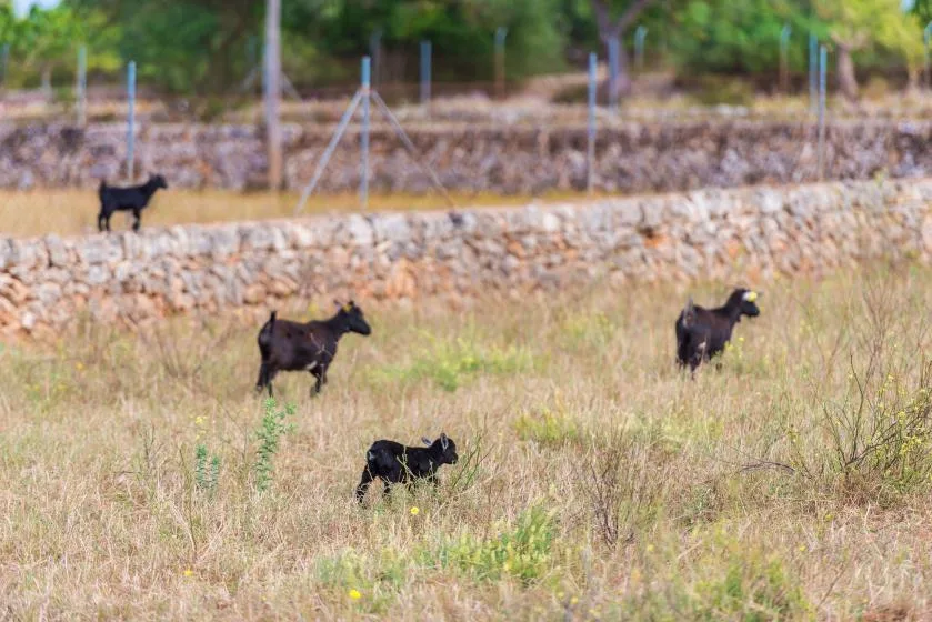 Several goats graze in a dry field beside a low stone wall.