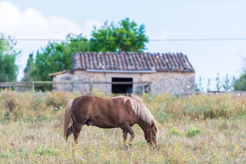 A horse grazes in a grassy field in front of a stone outbuilding.