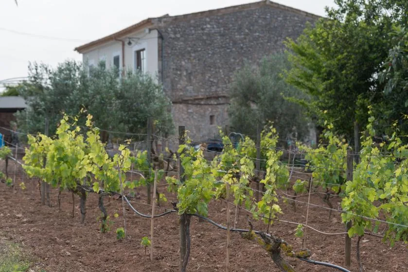 A vineyard with rows of grapevines growing in front of a stone building.