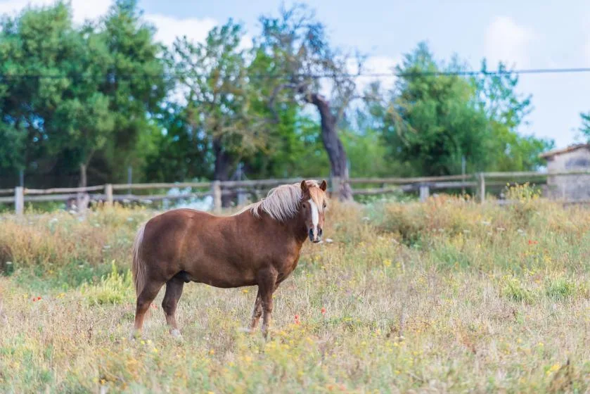 A horse stands in a grassy field with trees and a fence behind it.