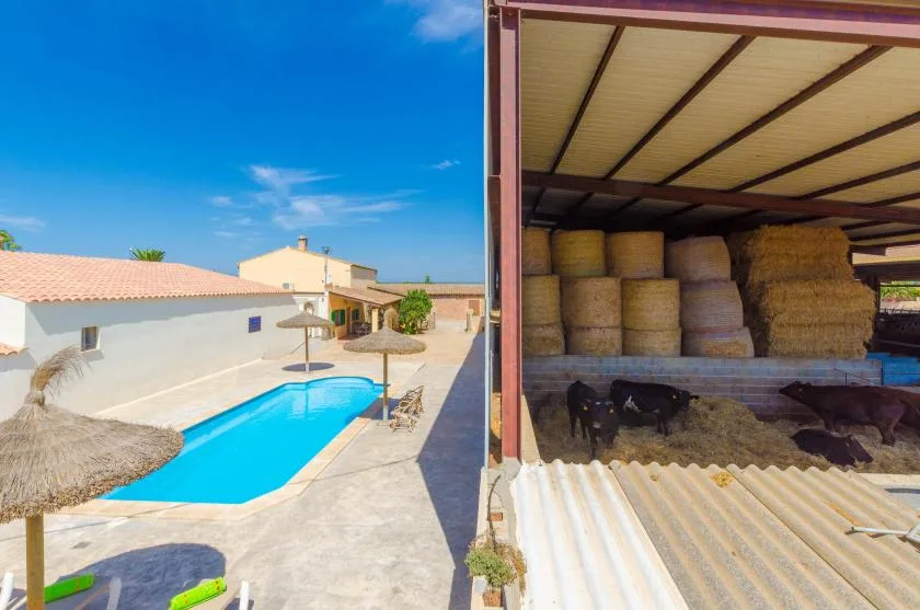 A swimming pool beside a covered hay storage area under a bright blue sky.