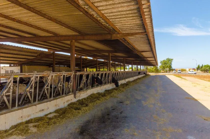 A covered livestock feeding area borders a paved lane in an open agricultural setting.