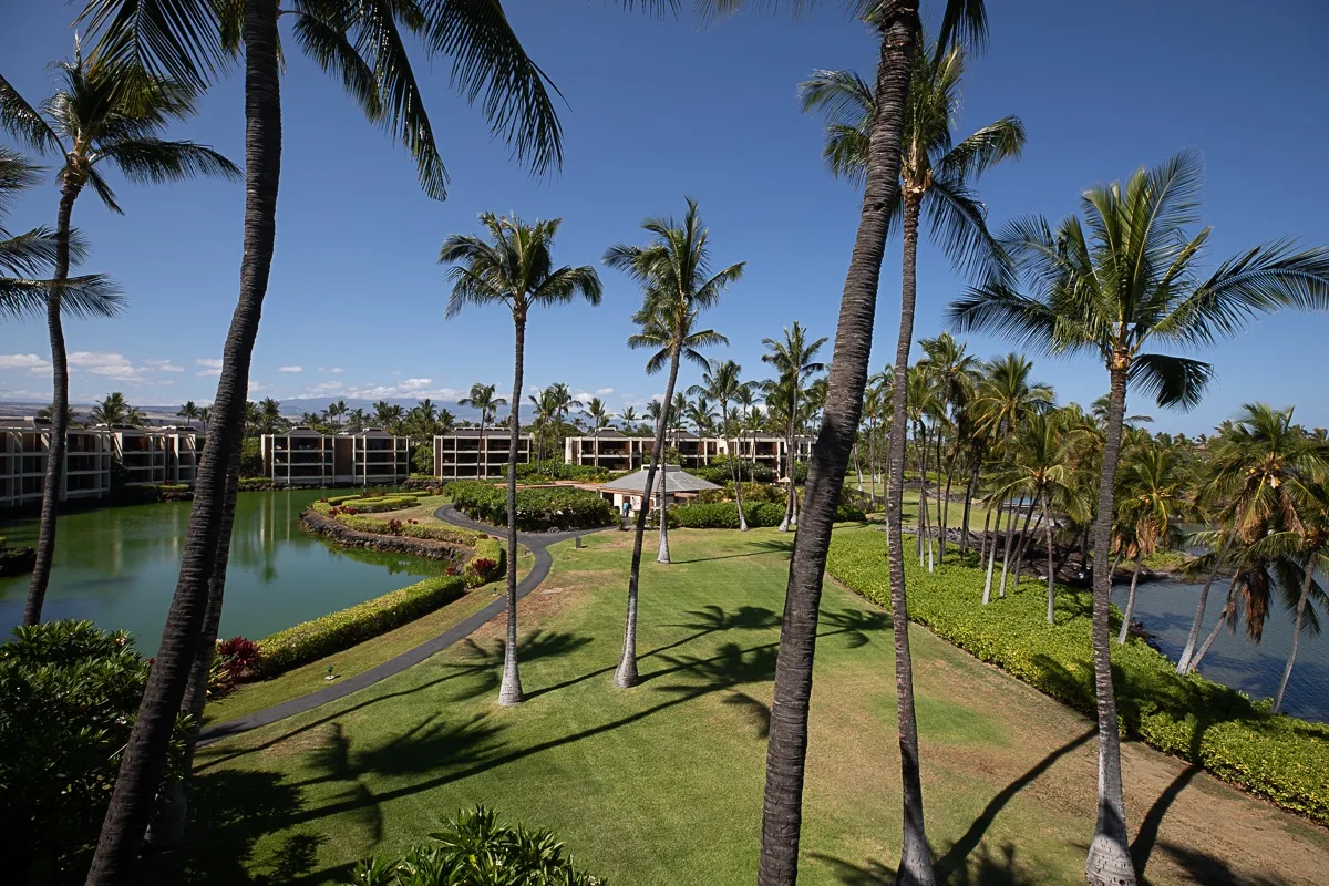 Un jardín tropical ajardinado con palmeras, senderos curvos y estanques.