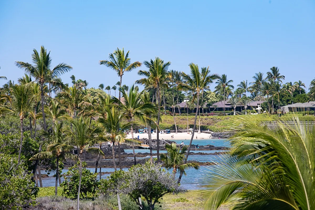 Una zona de piscina al aire libre rodeada de palmeras y vegetación.
