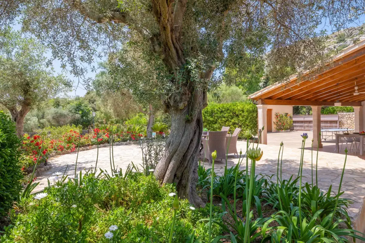 A landscaped garden with a large tree, flowering plants, and a covered patio.