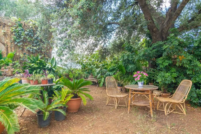 A garden seating area beneath a large tree, surrounded by leafy plants.